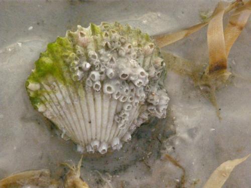 Scallop embellished with barnacles - Slide 7