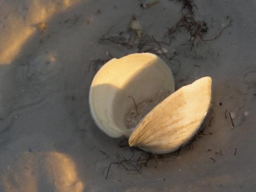 A clam filled with sand - Slide 9