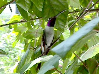 Humming Birds and Finches #1