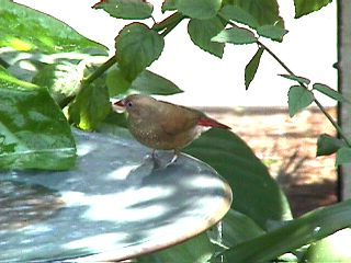 Humming Birds and Finches #13