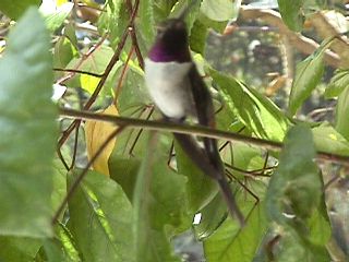 Humming Birds and Finches #28