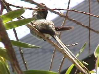 Humming Birds and Finches #29