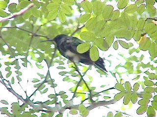 Humming Birds and Finches - Slide #36