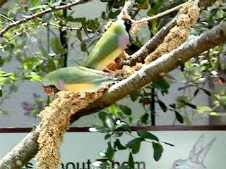 Humming Birds and Finches - Slide #40