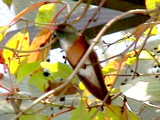 Humming Birds and Finches - Slide #47