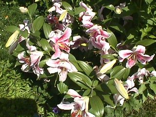 Bridge of Flowers #5