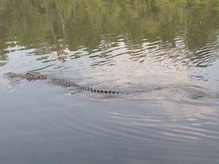 Georgia Trip ( 1999 ) #4
