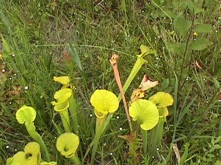 Georgia Trip ( 1999 ) #8