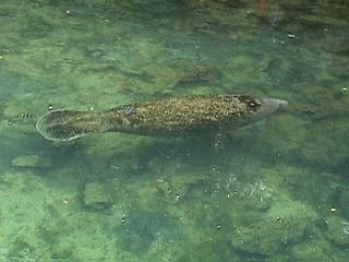 Manatee Photos #8