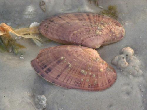 Lots of Venus sunrays today - Slide 6