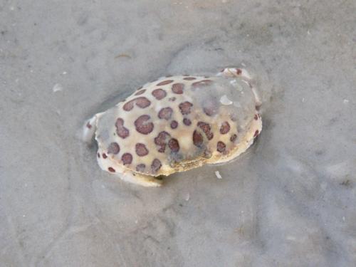 A lively calico crab. - Slide 10