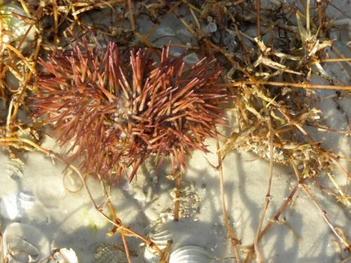 Spiky urchin. - Slide 17