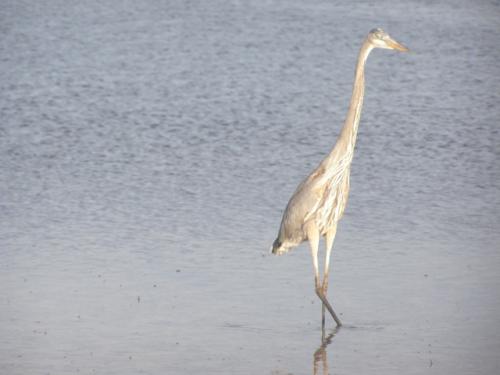 Big bird checking us out. - Slide 18