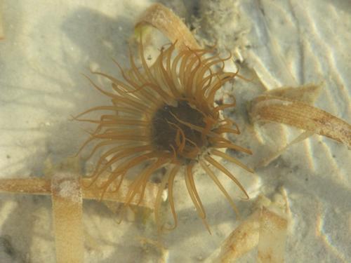 Another anemone. - Slide 19