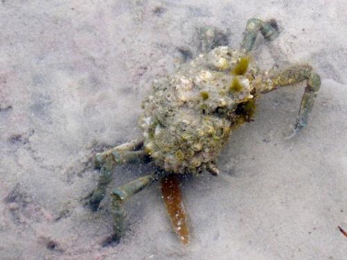 Another crab - not as cute as the calico. - Slide 30