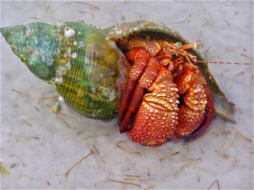 Judy's beautiful tulip has a homesteader. - Slide 32