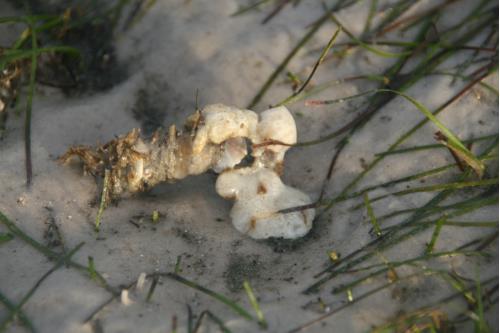 Carefree Learner Photos by Captain's Daughter Diane - Slide 5