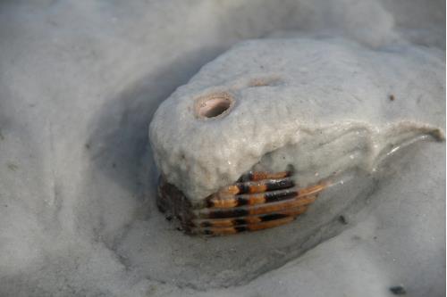 Carefree Learner Photos by Captain's Daughter Diane - Slide 12