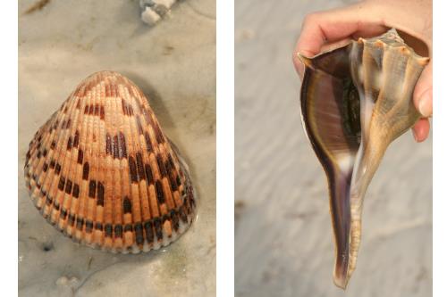 Carefree Learner Photos by Captain's Daughter Diane - Slide 15