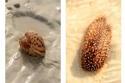 Carefree Learner Photos by Captain's Daughter Diane - Slide 19