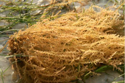 Carefree Learner Photos by Captain's Daughter Diane - Slide 22