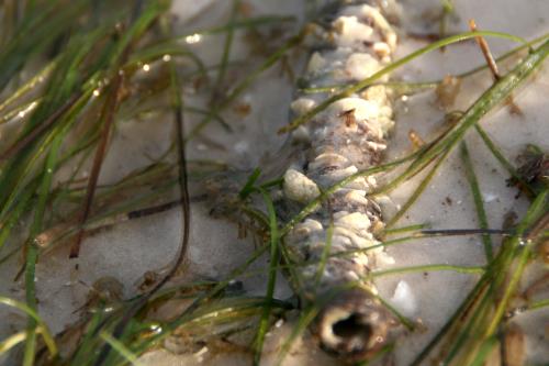 Carefree Learner Photos by Captain's Daughter Diane - Slide 23