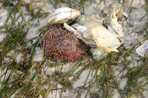 Carefree Learner Photos by Captain's Daughter Diane - Slide 25