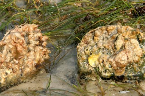 Carefree Learner Photos by Captain's Daughter Diane - Slide 29