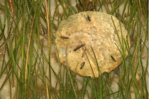 Carefree Learner Photos by Captain's Daughter Diane - Slide 30