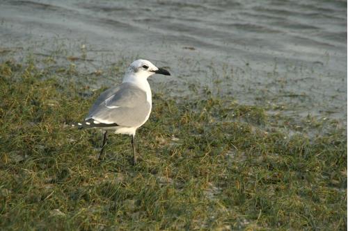 Carefree Learner Photos by Captain's Daughter Diane - Slide 31