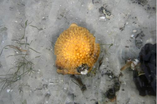 Carefree Learner Photos by Captain's Daughter Diane - Slide 35