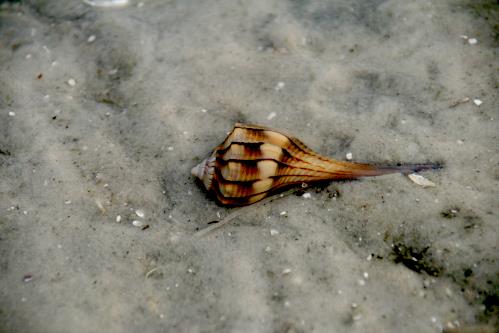 Carefree Learner Photos by Captain's Daughter Diane - Slide 39