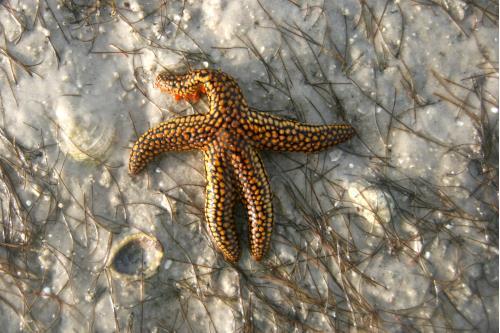 Carefree Learner Photos by Captain's Daughter Diane - Slide 40