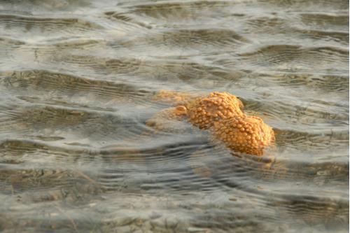 Carefree Learner Photos by Captain's Daughter Diane - Slide 43