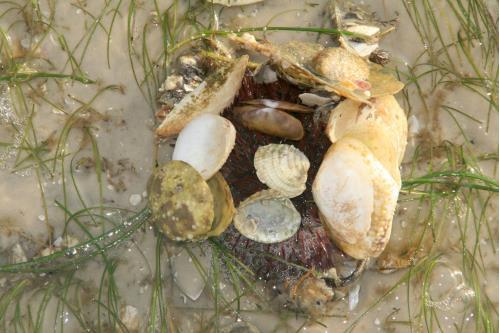 Carefree Learner Photos by Captain's Daughter Diane - Slide 45