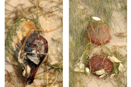 Carefree Learner Photos by Captain's Daughter Diane - Slide 48