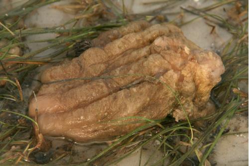 Carefree Learner Photos by Captain's Daughter Diane - Slide 56