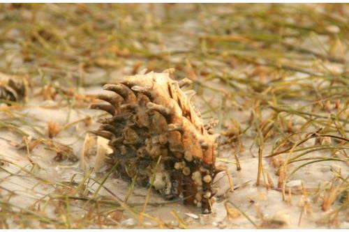 Carefree Learner Photos by Captain's Daughter Diane - Slide 64