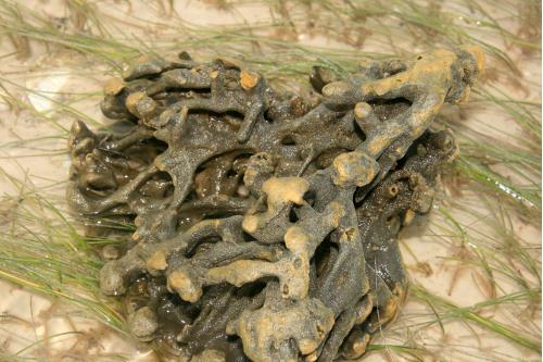 Carefree Learner Photos by Captain's Daughter Diane - Slide 66