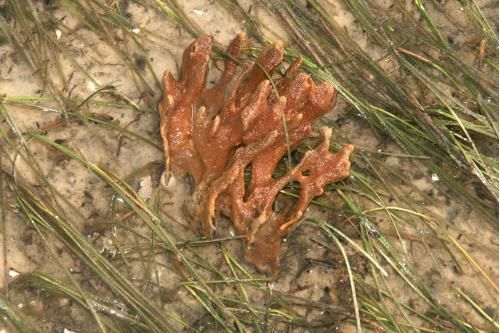 Carefree Learner Photos by Captain's Daughter Diane - Slide 69