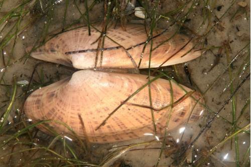 Carefree Learner Photos by Captain's Daughter Diane - Slide 75