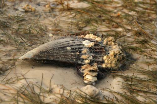 Carefree Learner Photos by Captain's Daughter Diane - Slide 79