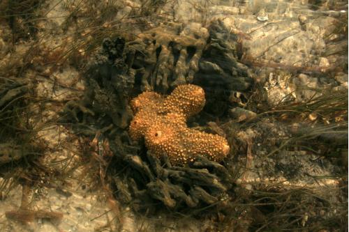 Carefree Learner Photos by Captain's Daughter Diane - Slide 80