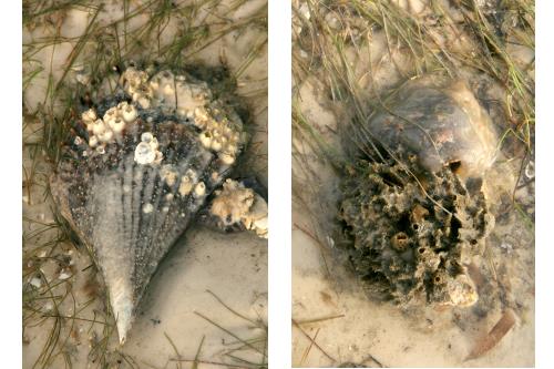 Carefree Learner Photos by Captain's Daughter Diane - Slide 83