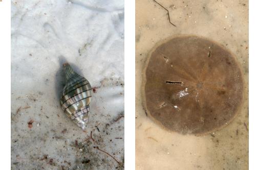 Carefree Learner Photos by Captain's Daughter Diane - Slide 92