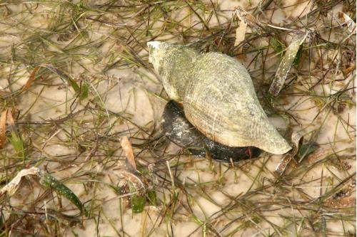 Carefree Learner Photos by Captain's Daughter Diane - Slide 95