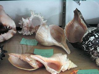 Shirley Ryan Shell Display at Cedar Point Slide 3