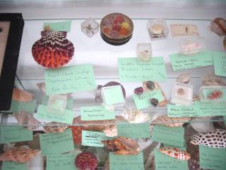 Shirley Ryan Shell Display at Cedar Point Slide 4