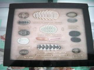 Shirley Ryan Shell Display at Cedar Point Slide 5