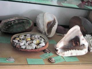 Shirley Ryan Shell Display at Cedar Point Slide 6